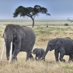 elefanti turismo kenya